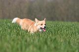 CORGI PEMBROKE 1322